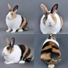 Delightful Rabbit Rabbitsareawesome Pet Bunny Pet Rabbit Cute Animals