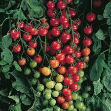 The only times cherry tomatoes are really preferable over grape is when you want to stuff them, but if you want to the tomatoes to last a little longer, you should choose grape. Supersweet 100 F1 Tomato Seed Johnny S Selected Seeds