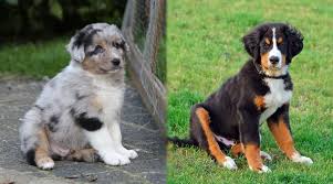 Mixed breeds, or designer dogs as they are also known as the bernese mountain dog has not only graced us with his beautiful self, but also with his wonderful mixed puppies. Australian Shepherd Vs Bernese Mountain Dog Differences Similarities