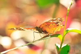 Tropische Schmetterlinge Im Botanischen Garten Munchen Die Ehemaligen Abenteuer Von Bundeskatze Und Bundeskater