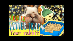 Try potty training when there are no great disruptions or changes to your child's or your family's routine. How To Litter Train A Rabbit With Pictures Wikihow