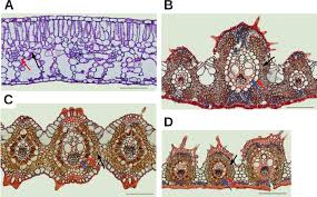 Image result for Sartidia angolensis
