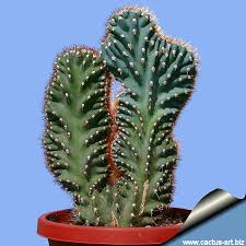 Image result for Cereus jamacaru