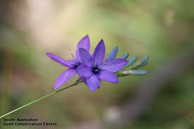 Image result for Polystachya epiphytica