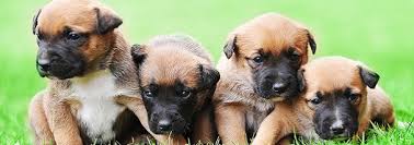 A veterinarian can conduct diagnostic. A Guide About Caring For Your Pregnant Dog Vet4life