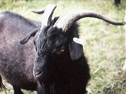 Black And White Goat Breeds Goat Breeds Hexi Cashmere Goat Goats Breeds Musk Ox