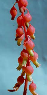 Image result for Euphorbia baylissii