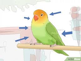Check spelling or type a new query. How To Breed Lovebirds 13 Steps With Pictures Wikihow