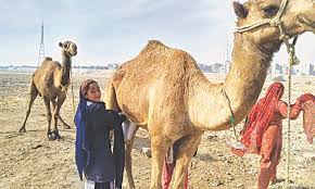 When herders take camels for long distances in arid environments and desert, they survive only on milk. Fresh And Healthy Camel Milk Sells By The Roadside In Karachi Pakistan Dawn Com