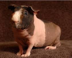 We did not find results for: Pin On Guinea