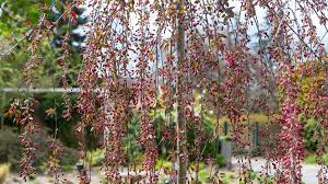 Check spelling or type a new query. Weeping Crabapple Tree Care And Growing Guide