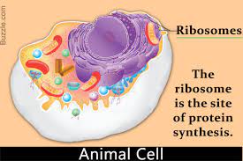 The Structure And Function Of Ribosomes Explained Structure And Function Cell Organelles Organelles