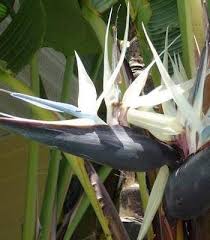Large Bird Of Paradise Plant For Sale White Bird Of Paradise Plants Birds Of Paradise Plant Paradise Plant Birds Of Paradise Flower