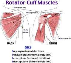 Muscles of the shoulder : Standard Anatomic Total Shoulder Replacement Dr Gordon Groh