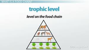 The first trophic level has the highest energy concentration. The Food Chain Of A Tiger Biology Class Video Study Com