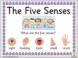 the five senses