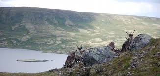 Januar 1964 nach dem zusammenschluss der alten gemeinden budal. Midtre Gauldal Interkommunalt Arkiv Trondelag Iks Interkommunalt Arkiv Trondelag Iks