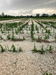 Apr 14, 2021 · cronaca meteo. Grandine Sulla Marca Castelfranco Imbiancata Colpite Le Colline Unesco