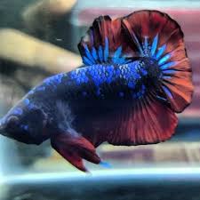 This Black Plakat Betta Fish Has A Good Pattern In 2020 Betta Fish Types Betta Fish Betta