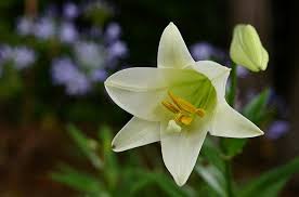 Maybe you would like to learn more about one of these? How To Care For An Easter Lily Lilium Longiflorum Indoor Home Garden