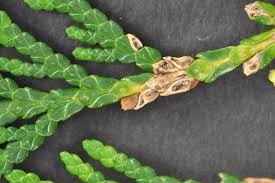 Image result for didymascella thujina