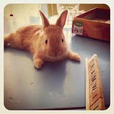 We did not find results for: Scrabble Bunny Scrabble Pet Bunny Pet Rabbit Pet Rabbit Care