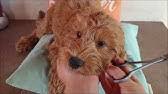 Grooming australian labradoodles is quite easy, but make sure to keep the coat in check! Alaa Australian Labradoodle Grooming Demo Youtube