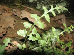 Image result for Asplenium goetzei
