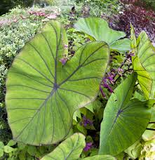 Unfortunatey, it drains the soil of nutrients, to the disadvantage of woody succulent shrub native to madagascar. Types Of Elephant Ear Bulbs What Are The Different Elephant Ear Plants
