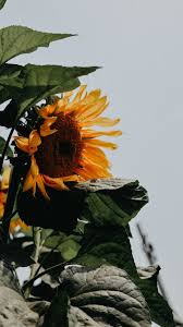 Unduh dan gunakan 100.000+ foto stok bunga matahari secara gratis. Wallpaper Bunga Matahari Yellow Text Poster Advertising Logo 2063995 Wallpaperkiss