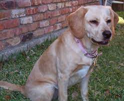 Spanador (cocker spaniel x labrador retriever). Spanador Dog Breed Information And Pictures