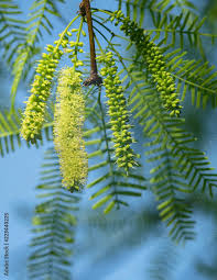 Image result for Prosopis glandulosa