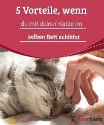 Die folgenden fünf gründe zeigen, warum auch sie es ihrer katze erlauben sollten, mit ins bett zu huschen. 5 Vorteile Wenn Du Mit Deiner Katze Im Selben Bett Schlafst My Animals Schlafende Katze Katzen Bett Katzen