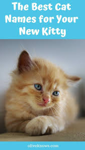 The Best Cat Names For Your New Kitty Oliveknows Cute Cat Names Cat Names Girl Cat Names