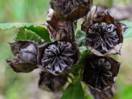 Image result for Sida chrysantha