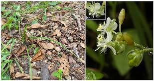 Image result for Murdannia stricta