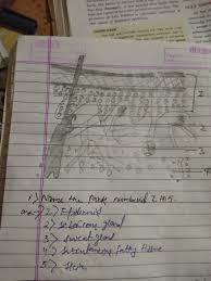 This skin diagram lists all the important parts of human skin, including the dermis, epidermis, hypodermis, sweat pore, hair shaft, pigment layer, nerve fiber, dermal papilla and others. Given Below Is Vertical Section Of Human Skin Name The Parts On Numbers From 1 To 5 The Main Function Brainly In