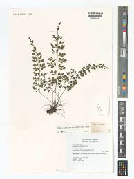 Image result for Asplenium buettneri