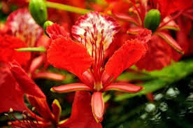 Flamboyant Flore De L Ile De La Reunion Fleurs Exotiques Beaux Jardins Paysage Reunion