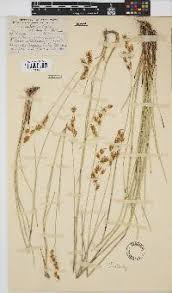 Image result for Urochloa platynota