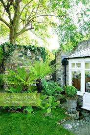 Image result for Dryopteris antarctica