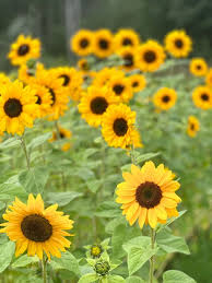 Image result for Sphaeranthus foliosus