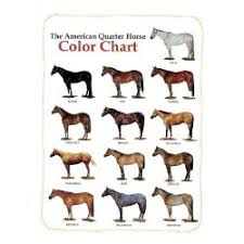 Horse Colors And Temperaments Experiment Poll