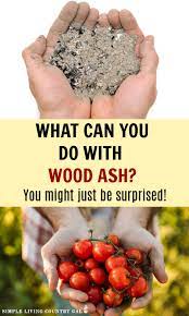 How To Easily Use Wood Ash In Your Garden And Compost Pile Soil Improvement Garden Soil Garden Pests