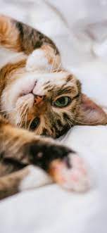 Maybe you would like to learn more about one of these? Cute Cat Wallpaper Iphone Backgrounds I Like Cats Very Much