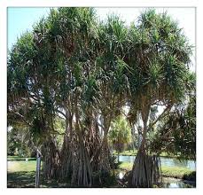 Image result for Pandanaceae