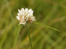 Image result for Cyperus niveus