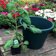 Maybe you would like to learn more about one of these? How To Plant A Tomato Seattle S Favorite Garden Store Since 1924 Swansons Nursery