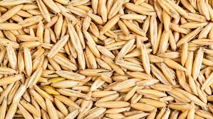 Image result for Avena sativa