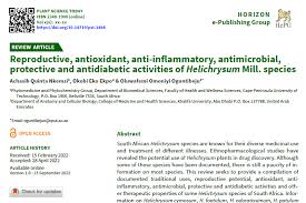 Image result for Helichrysum mechowianum